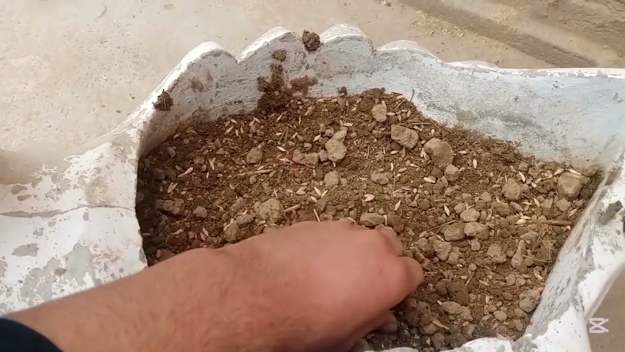 Life and beautiful but birds and janwar Kay Sath plant and my life