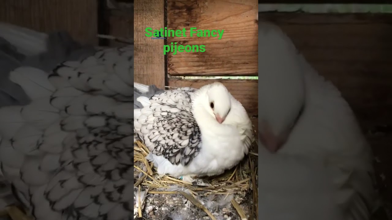 fancy satinet pijeons#shorts