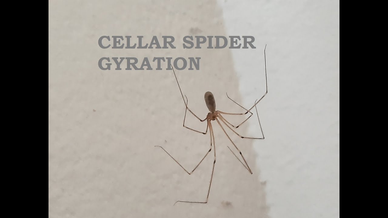 Cellar spider gyration