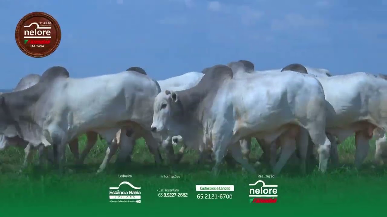 7° Leilão Nelore Fazendão | 120 Touros PMGZ e +1500 Animais | Ao Vivo de Cariri-TO