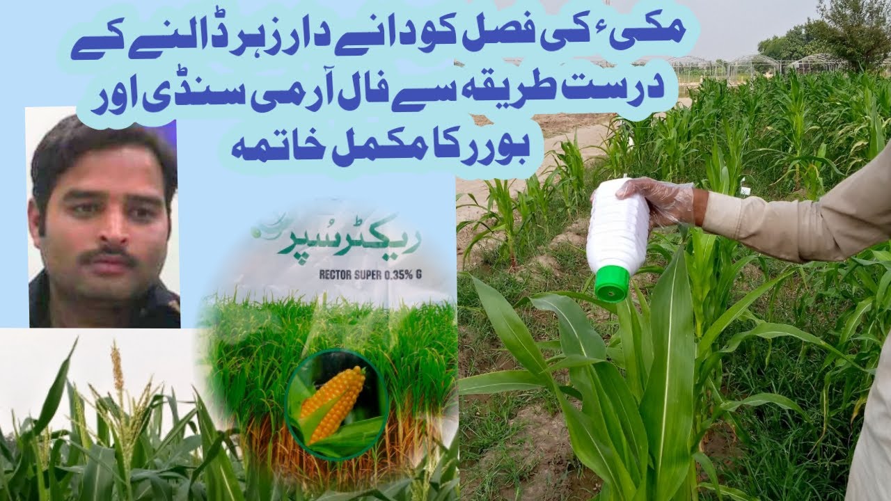 Rector Super on Maize by Agphrma (Fall Armyworm controls) ۔۔Agriecos۔۔Use of Rector Super .