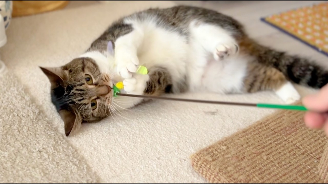全力で遊ぶ猫が可愛すぎる【ねむ通信Vol.90】