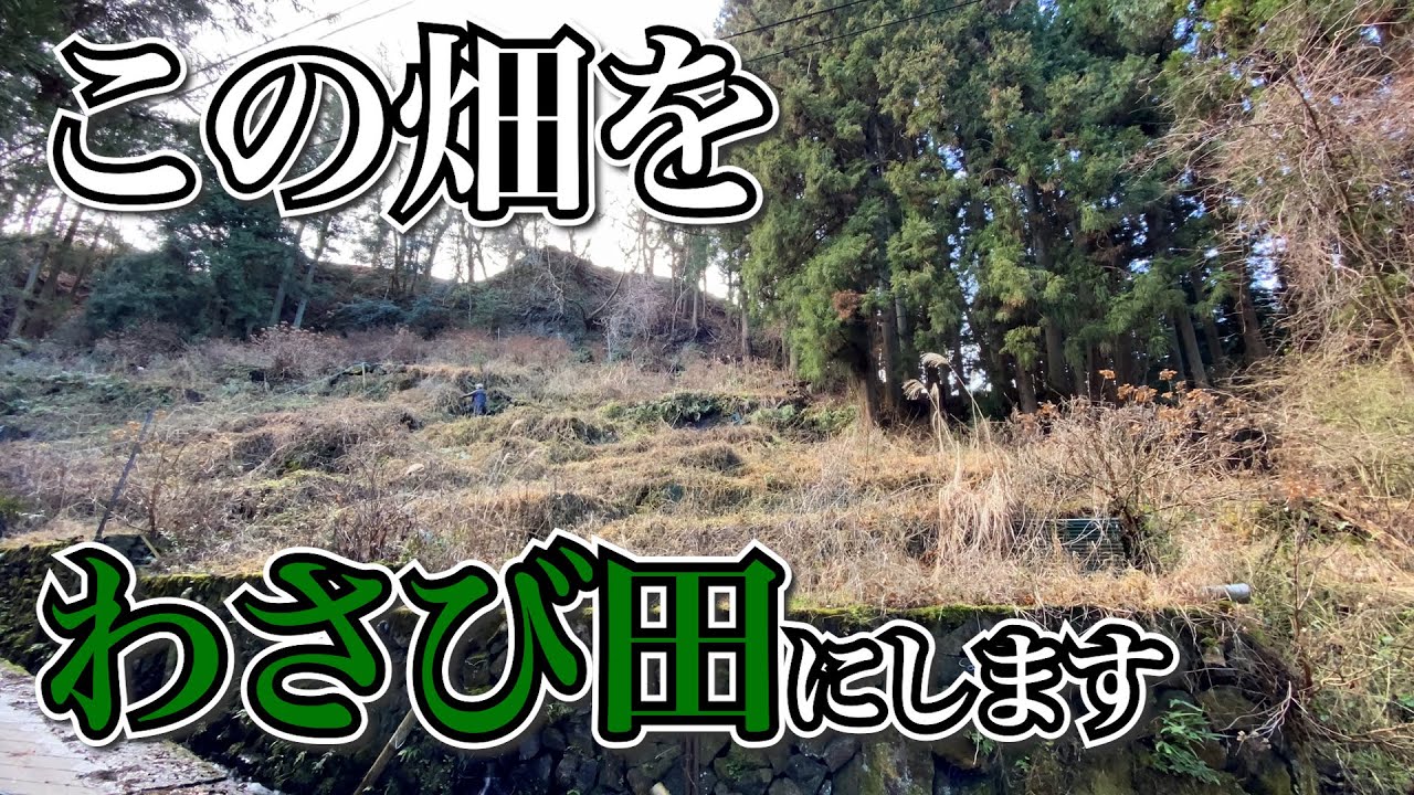 【わさび田開墾】湧水の最初の一滴を見つけました！荒れ果てた農地をわさび田へ！【０からわさび作り】