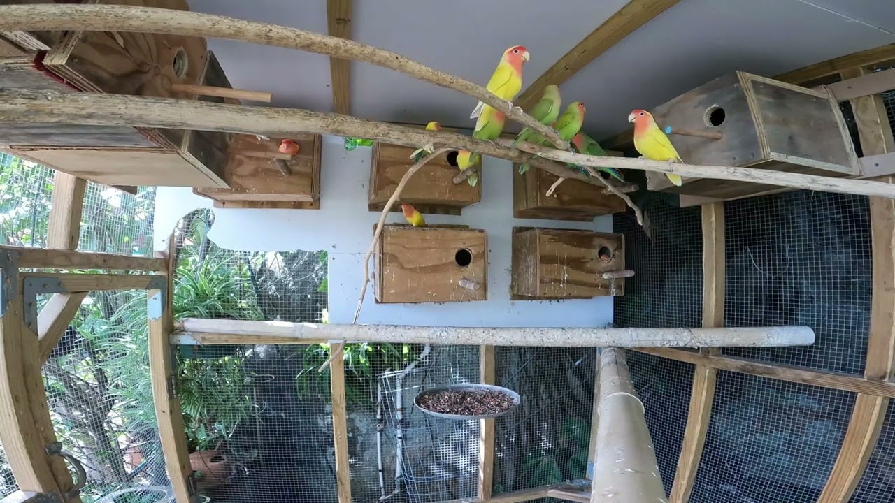 Love Birds Socializing