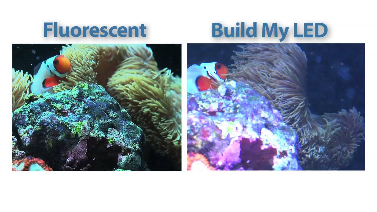Build My LED - Custom Reef Spectrum vs. T5HO Fluorescent on 120g Reef Tank