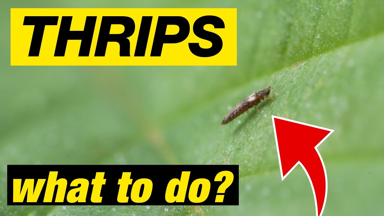 THRIPS?! How to kill thrips and save your grow.