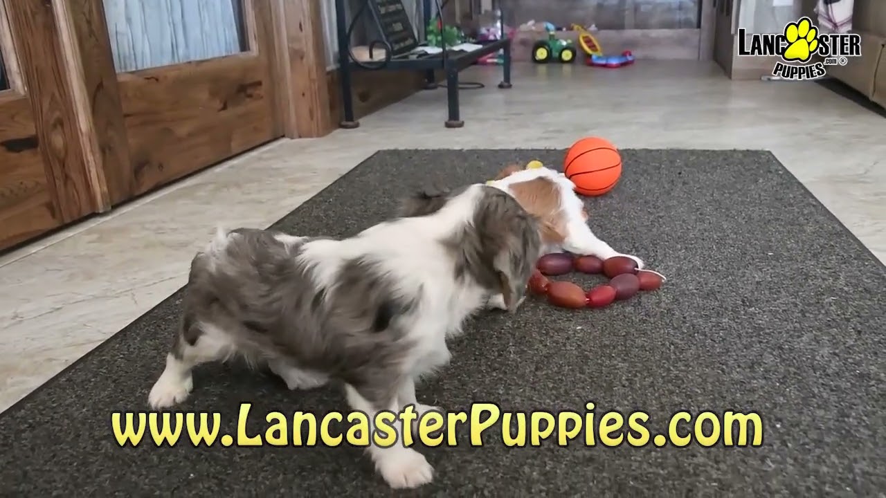 Calm & Content Cavalier King Charles Spaniel Puppies