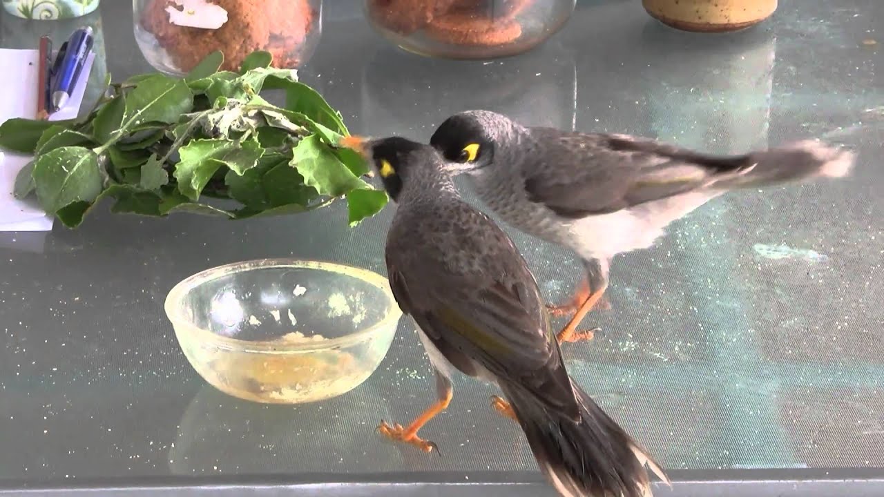 BABY NOISY MINER BIRDS.mpg FHD 1920X1080p