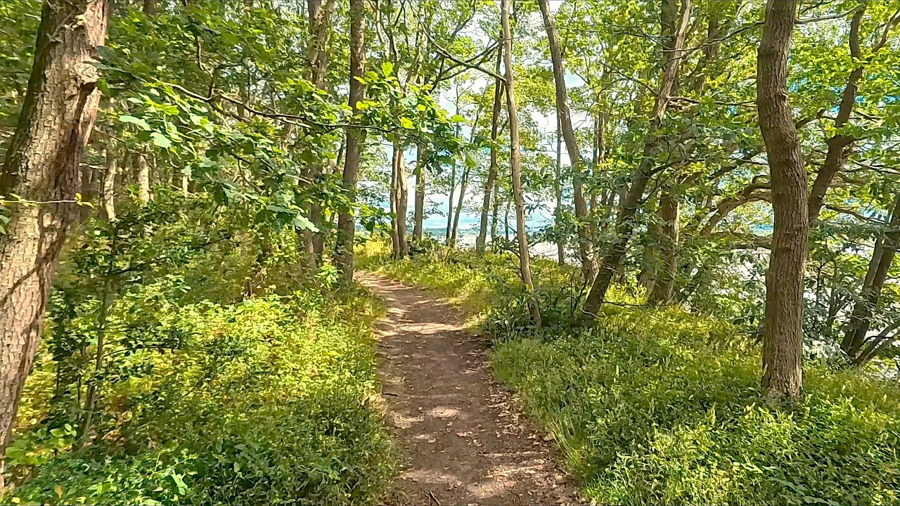A Gentle Clifftop Walk Passing Golden Fields & Woodland | England