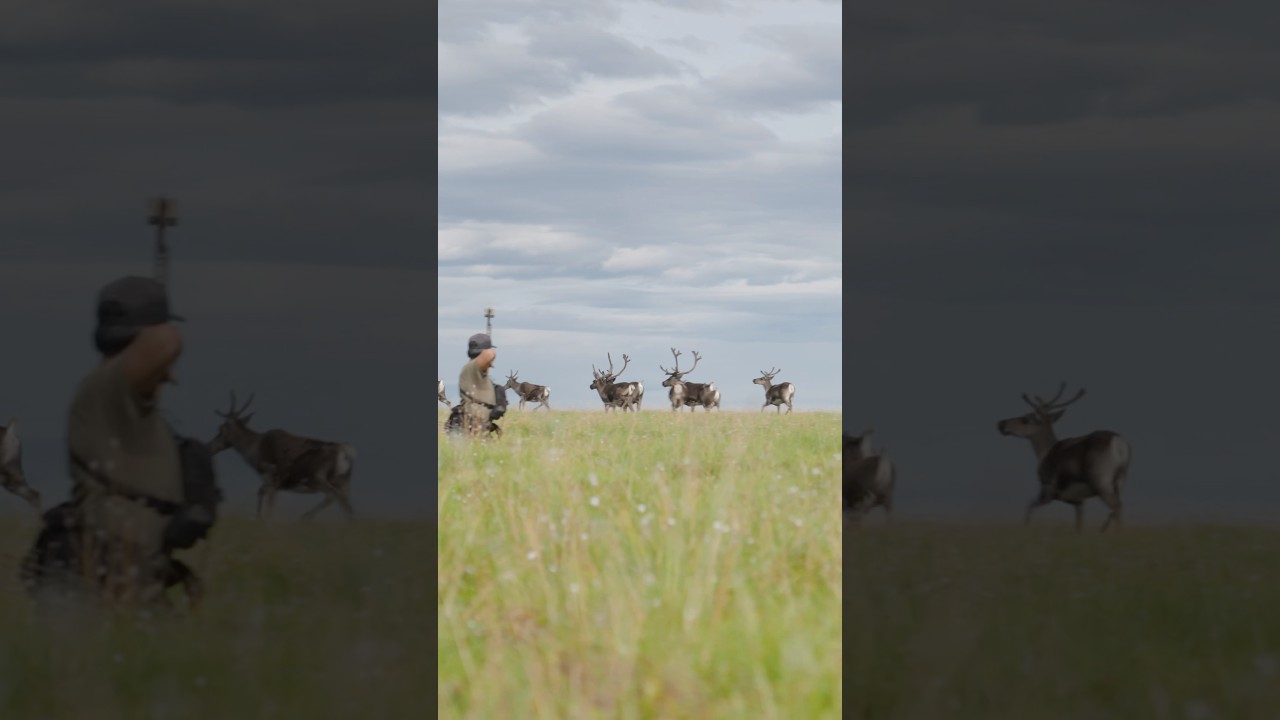 When the Caribou Migration Finds You First