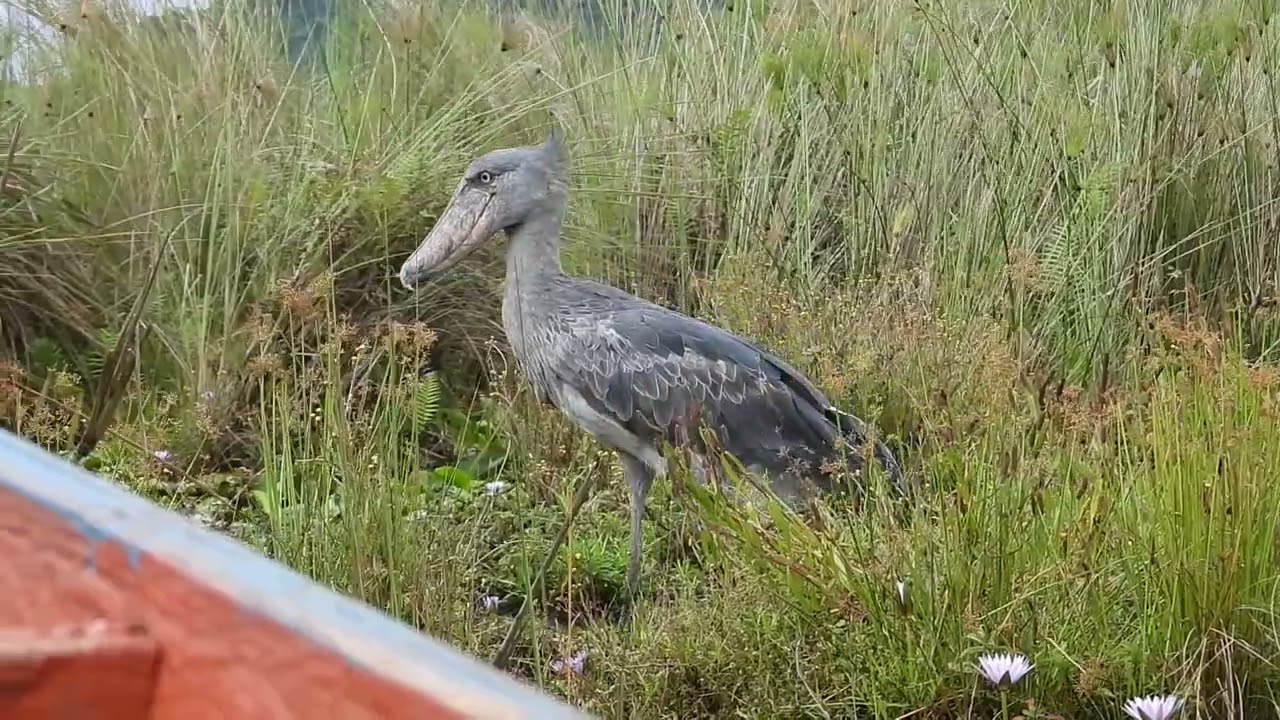 Shoebill (Balaeniceps rex), Mabamba Swamp, Uganda