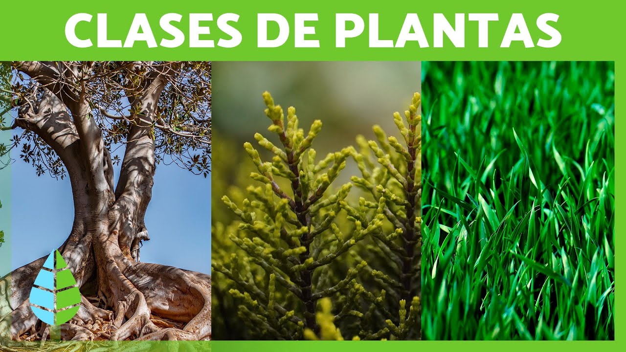 CLASIFICACI&Oacute;N de las PLANTAS 🌱🌺 (Seg&uacute;n Tama&ntilde;o, Reproducci&oacute;n y Duraci&oacute;n)