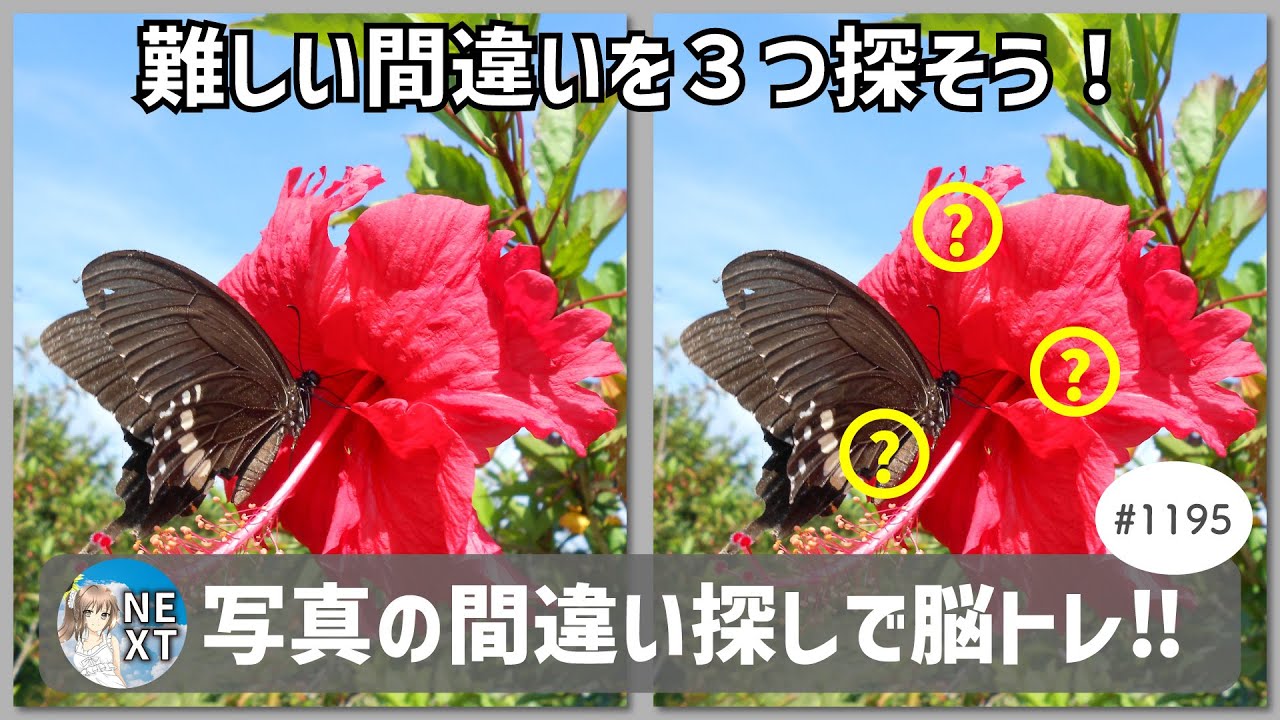 『間違い探し』写真で脳トレ！ #1195 「アゲハチョウ」「須川湖の枯れ木」「苔むした岩場」【高難易度】｜Find the difference game in photos