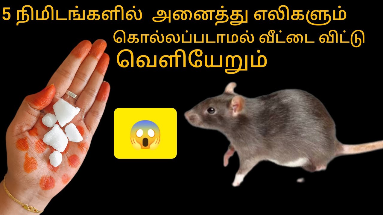 5 நிமிடங்களில் அனைத்து எலிகளும் கொல்லப்படாமல் வீட்டை விட்டு வெளியேறும்/kitchen tips in tamil