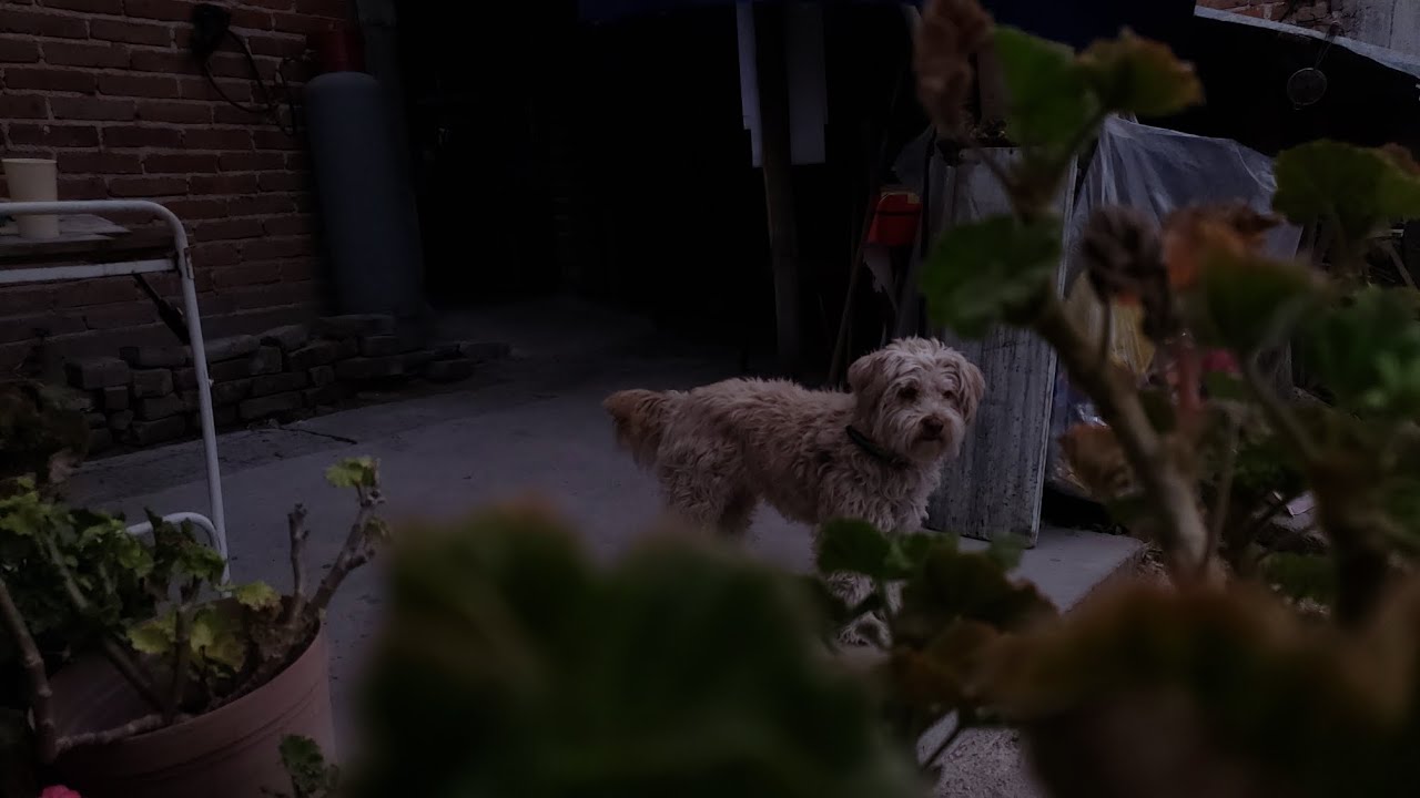Small Video: The Dog in a small town home 🐕 Jalisco Mexico / soft ukulele music