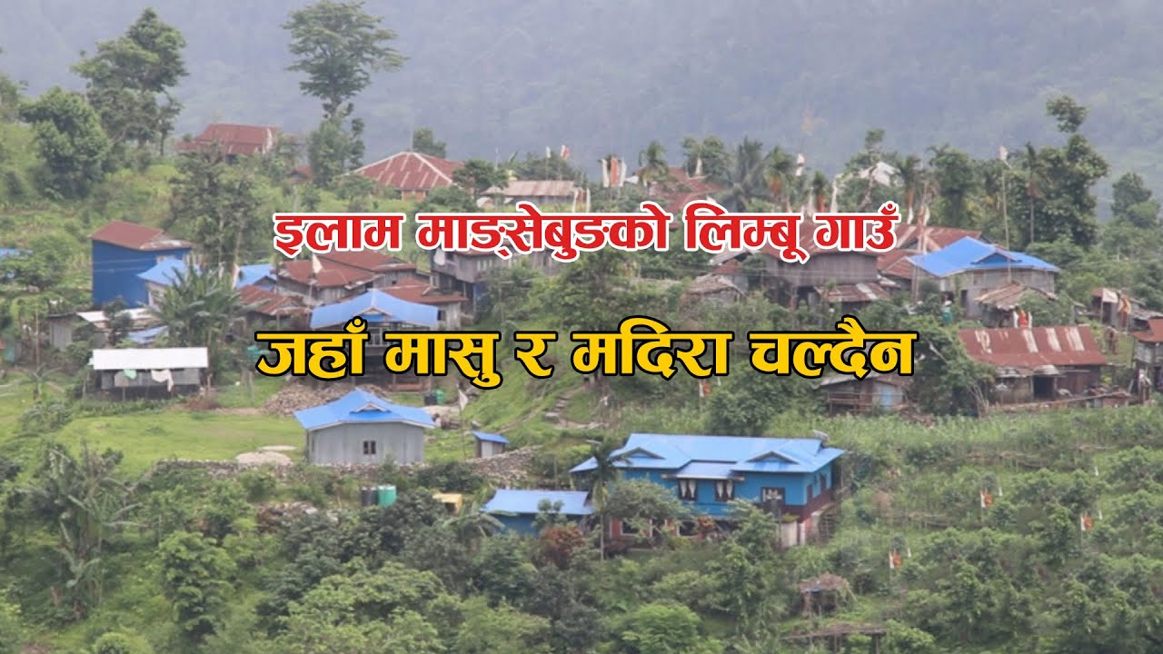 इलाम माङ्सेबुङको लिम्बू गाउँ, जहाँ मासु र मदिरा चल्दैन Mangsebung Gau Ilam