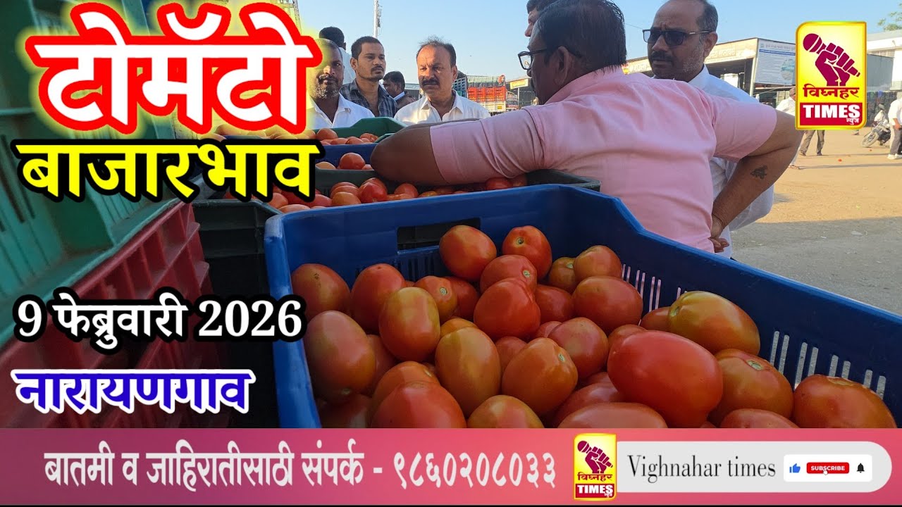 9 फेब्रुवारी 2026 रोजी टोमॅटोला पहा काय मिळाला बाजार भाव?