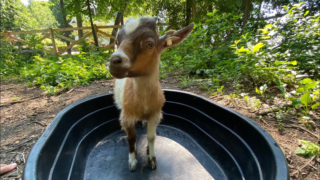 HOW TO GIVE YOUR GOATS A BATH!! (Supplies You Will Need, How Long It Will Take, After Bath Videos)