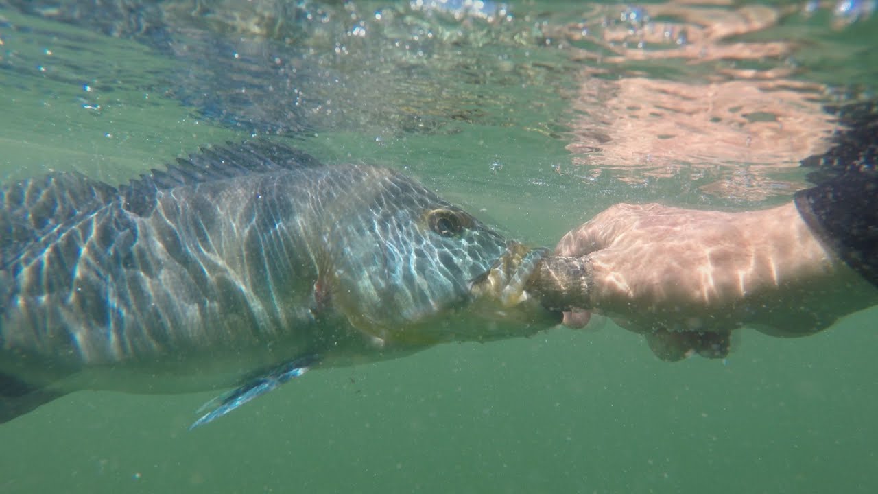PESCARIA DE TUCUNARÉ AZUL, CARLOPOLIS PR