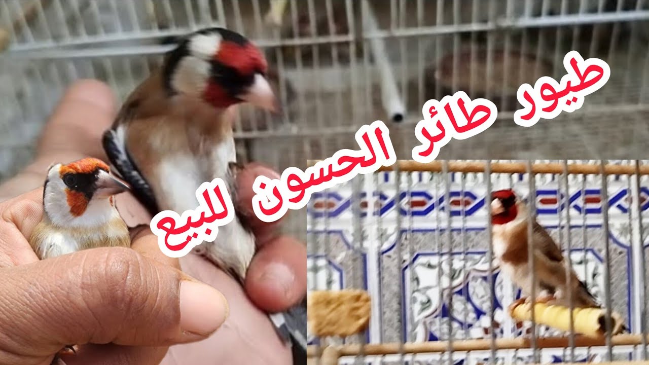 طيور طائر الحسون للبيع 15/12/2025 مزونين وطيور حفاضة+ إنات بنات العش رقم الهاتف 0687440613