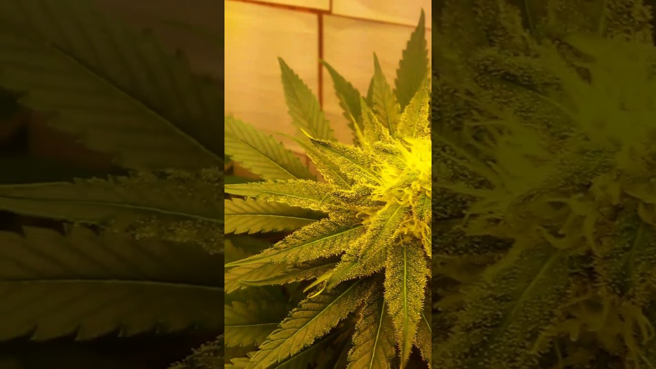 T5 grow flowering