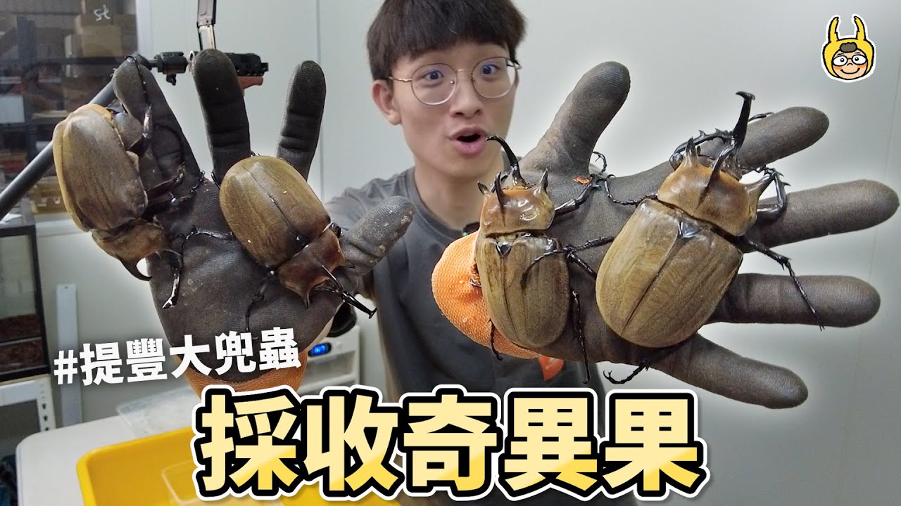 開挖大兜蟲！兩年的心血收成，陽長臂金龜成蟲啦！【飼育屋】
