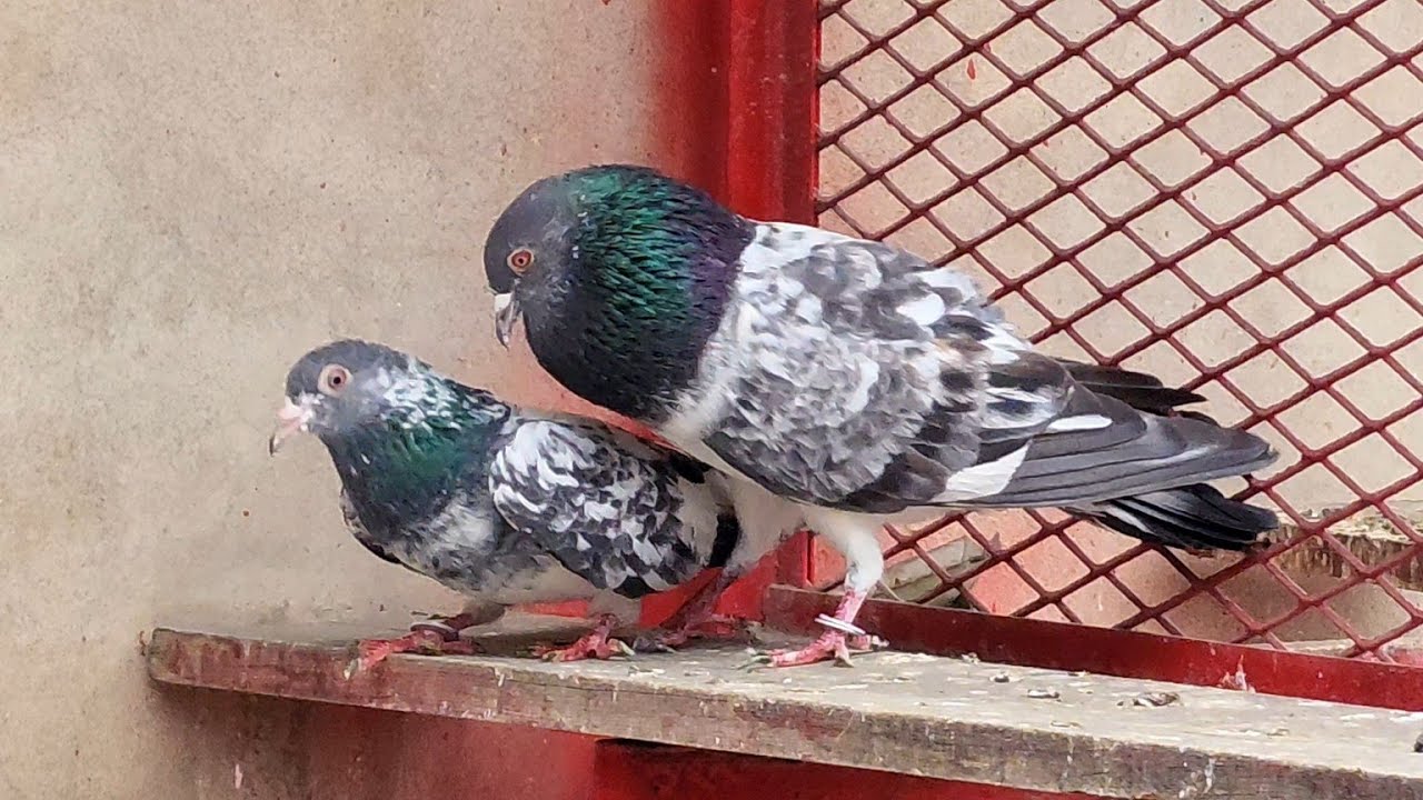 New Pair Lagaya | Ch Sakhi Muhammad Bhatti Pigeons