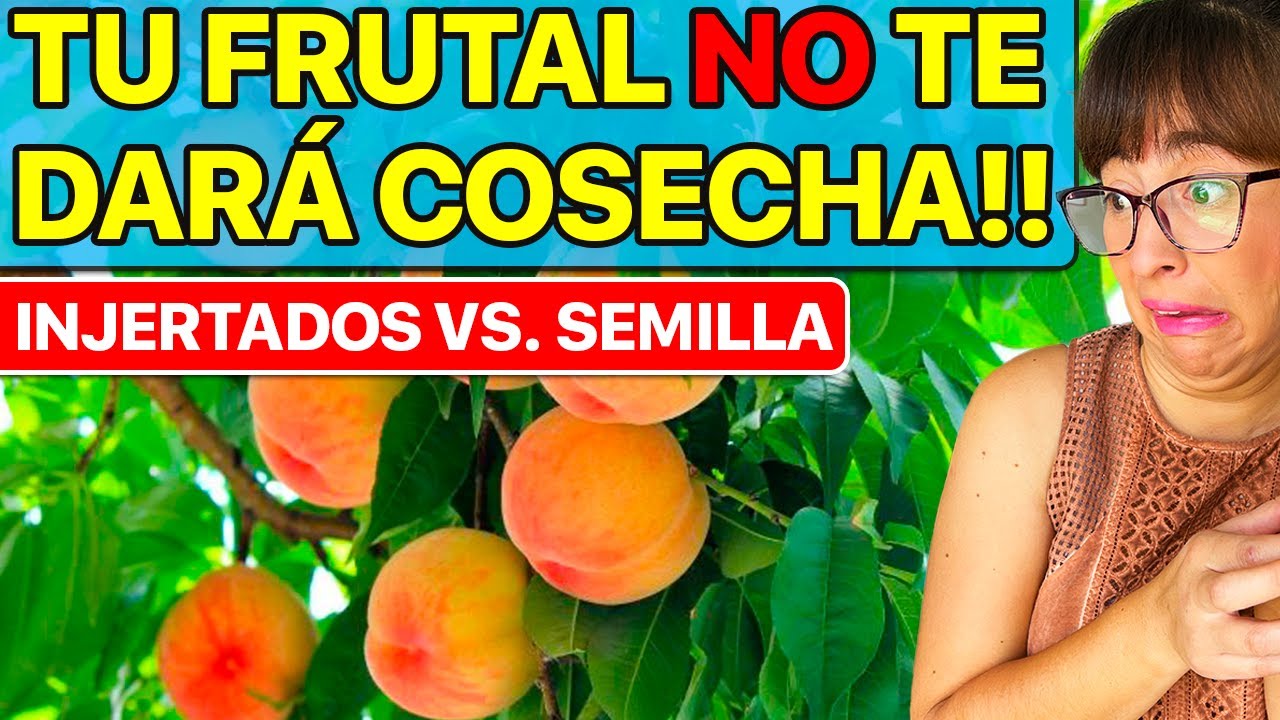 🍋 ¿Cuánto TIEMPO TARDAN en DAR FRUTOS los ÁRBOLES FRUTALES? ⏰