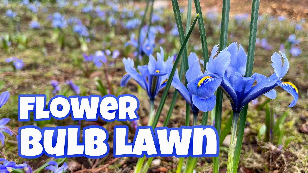 We Planted 3,000 Flower Bulbs in Our Lawn!