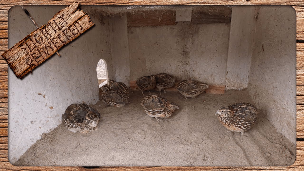 What Kind of Sand Should you Use for Your Quail