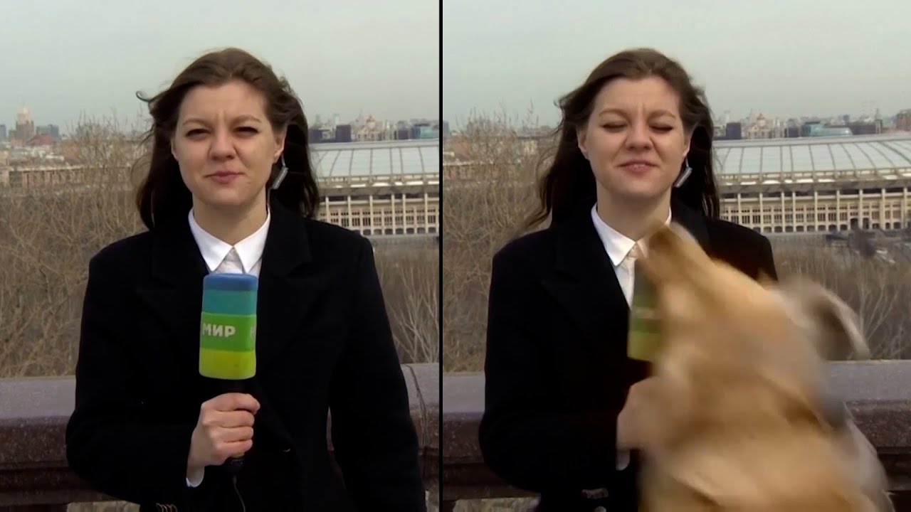Dog Steals Reporter’s Microphone On Live Television
