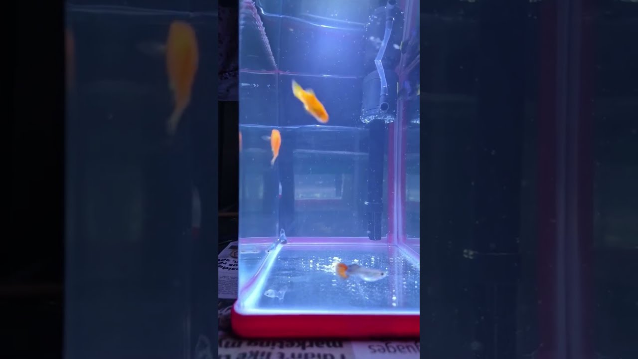 Fish pet fun is live