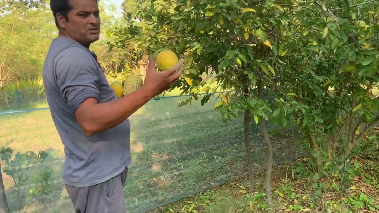 देशी निंबू रस से भरपूर पेड़ में पक कर तैयार 