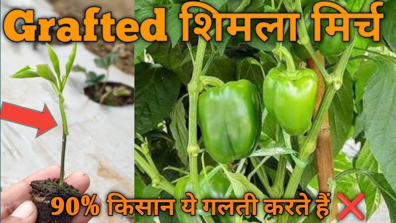 Grafted Capsicum Planting Full Guide | Rootstock Damage Se Bachaao 🌱