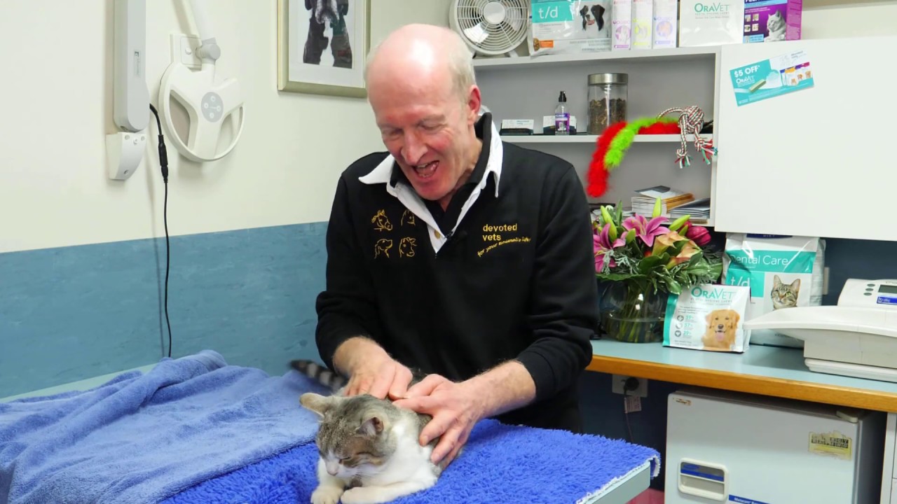 How to check your cats mouth with Dr Rod and Charlie