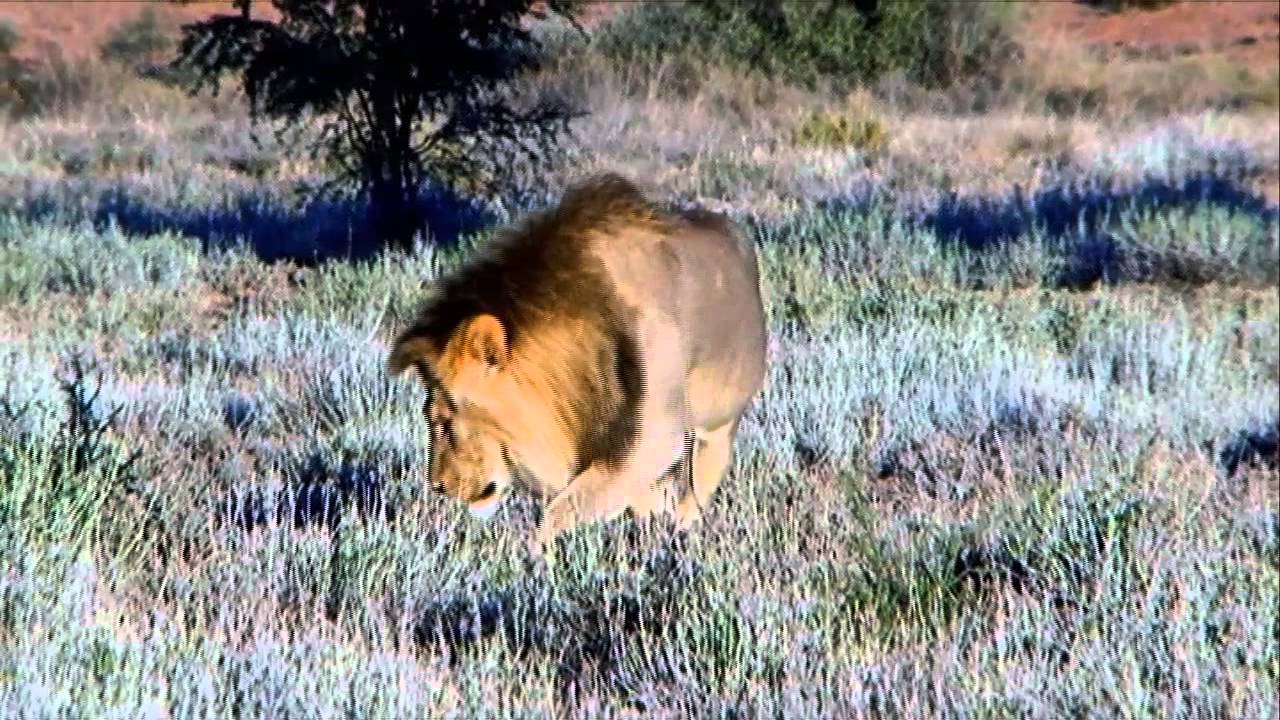 Free Stock Footage Male Lion in Walking Towards Camera - Africa Travel Channel in HD