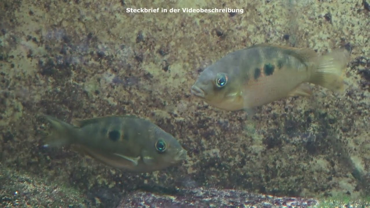 Indischer Buntbarsch, Etroplus maculatus