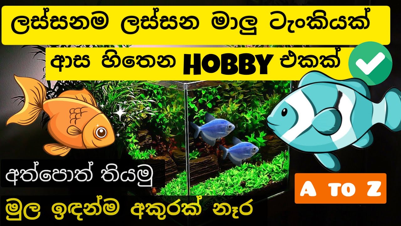 Aquarium Hobby එකට ආස අලුත් අයට inspiration එකක්. හැමදේම එකම video එකෙන් Complete Beginner guide