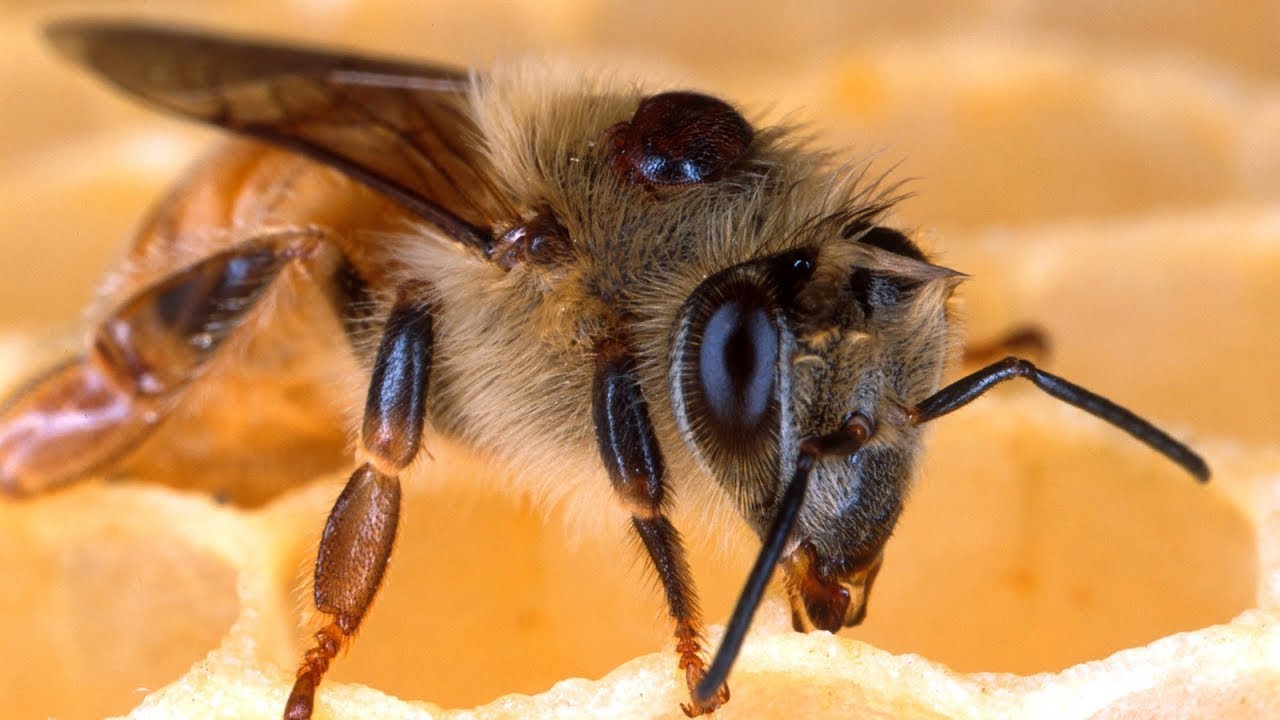Amazing Find Giant HoneyBee For Food At The Forest, How To Find Giant #HoneyBee #shakargarh420
