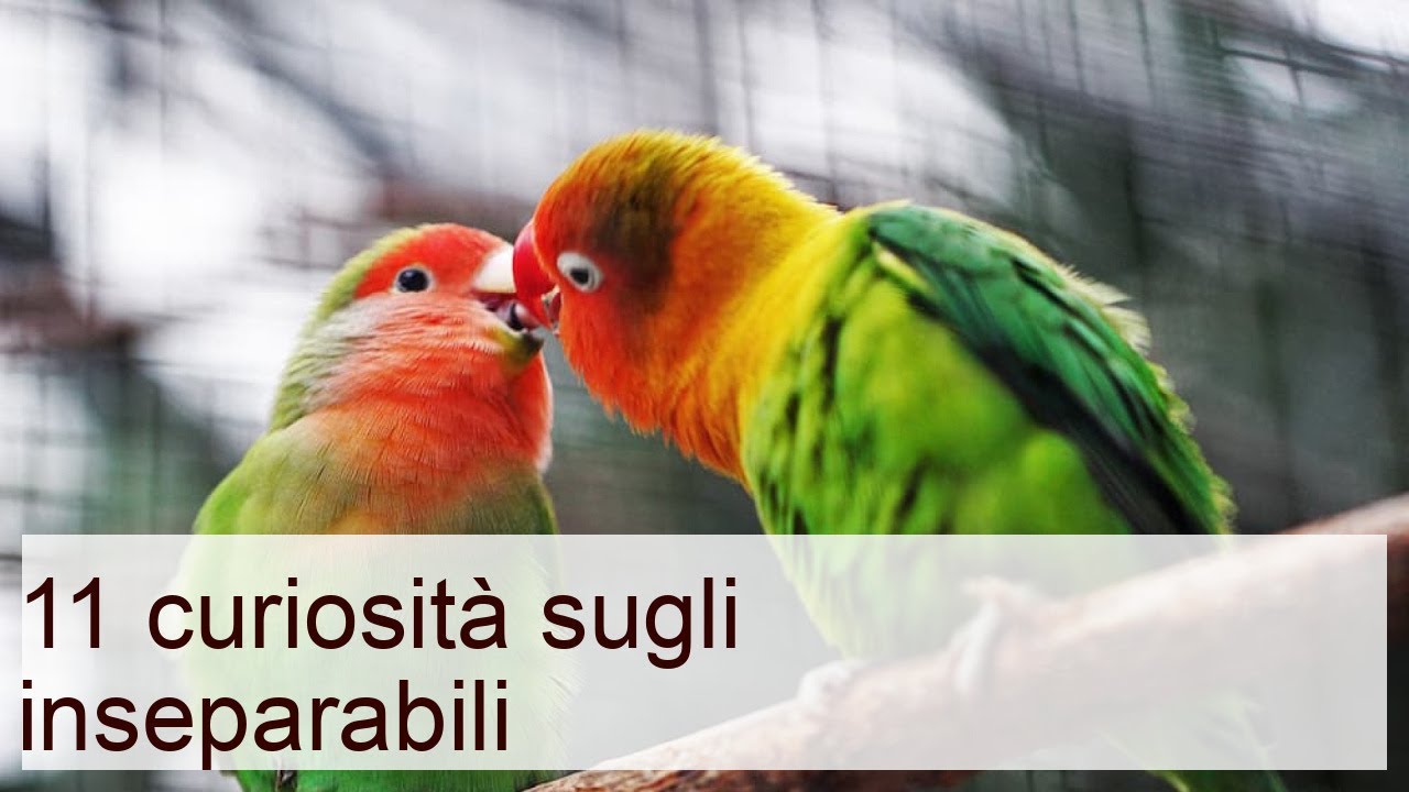 11 curiosità sugli inseparabili