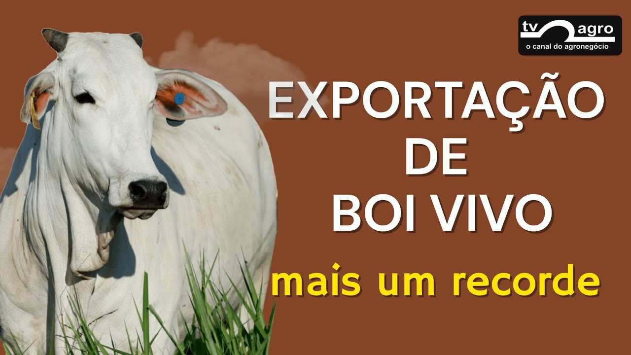 EXPORTAÇÃO DE GADO VIVO BATE RECORDE