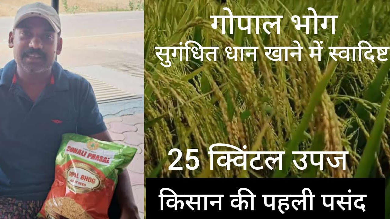 सुगंधित पतला धान  | Hybrid Paddy Seeds | Gopal Bhog Sonali Fasal | Best hybrid paddy seeds in CG