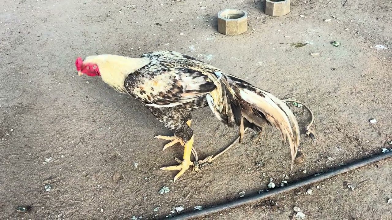 my farm update rooster 