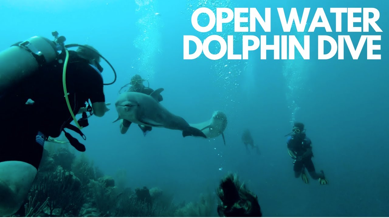 Open Water Dolphin Dive - Dolphin Academy Cura&ccedil;ao