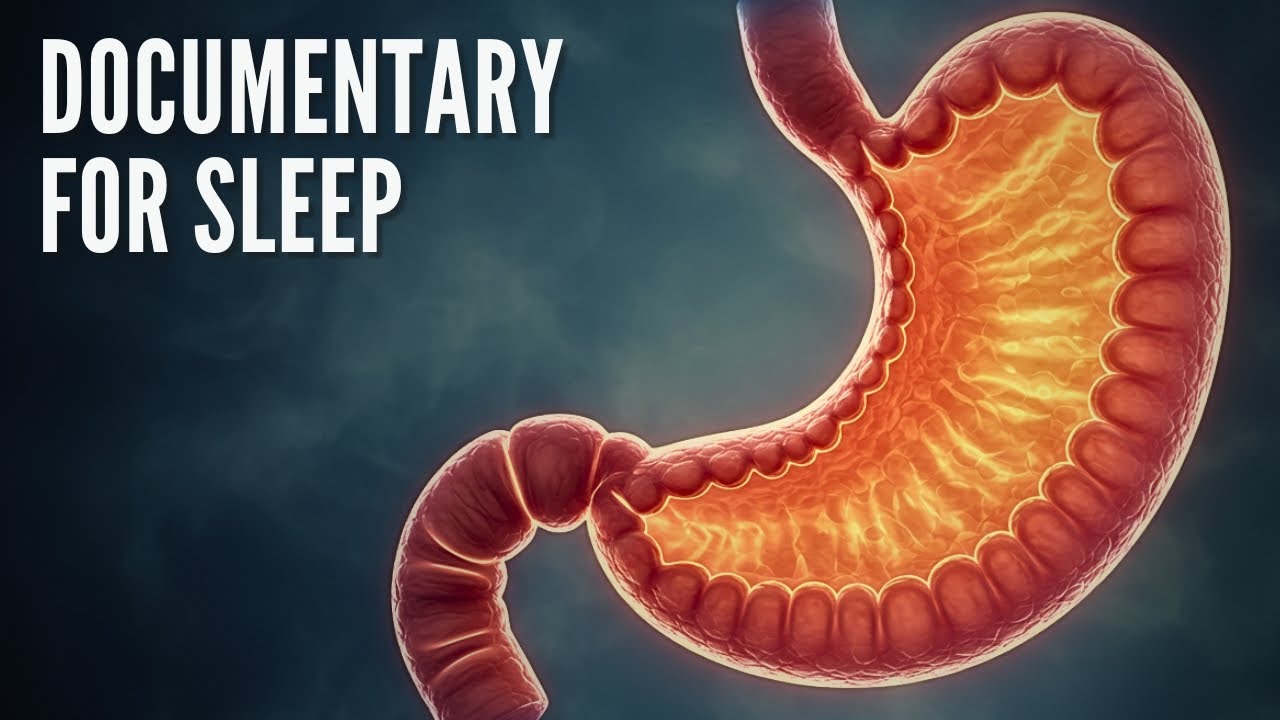 Anatomy of Digestive system | Documentary For Sleep