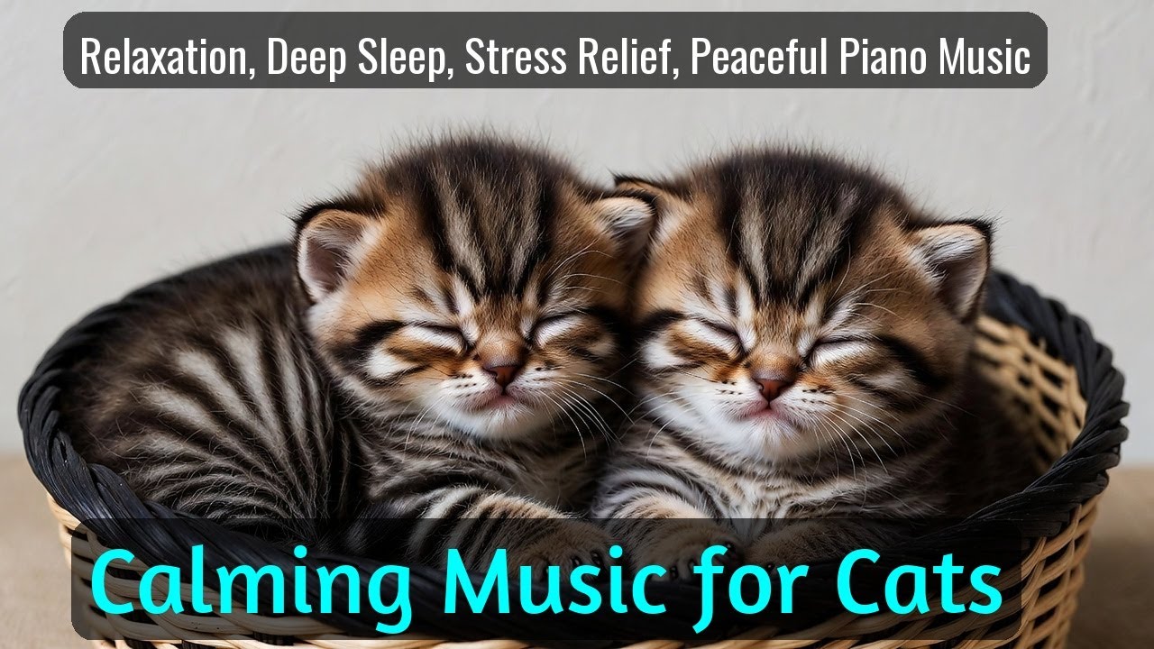 LIVE Cute Sleeping Cat Moments That Instantly Reduce Stress 🧡 | Season 28