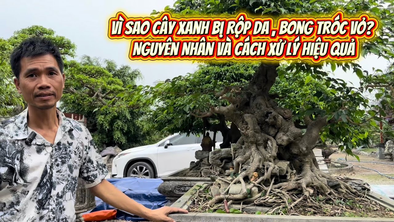 Vì Sao Cây bonsai bị sộp da , Bong Tróc Vỏ? Nguyên Nhân Và Cách Xử Lý Hiệu Quả#bonsai #bonsaitree 