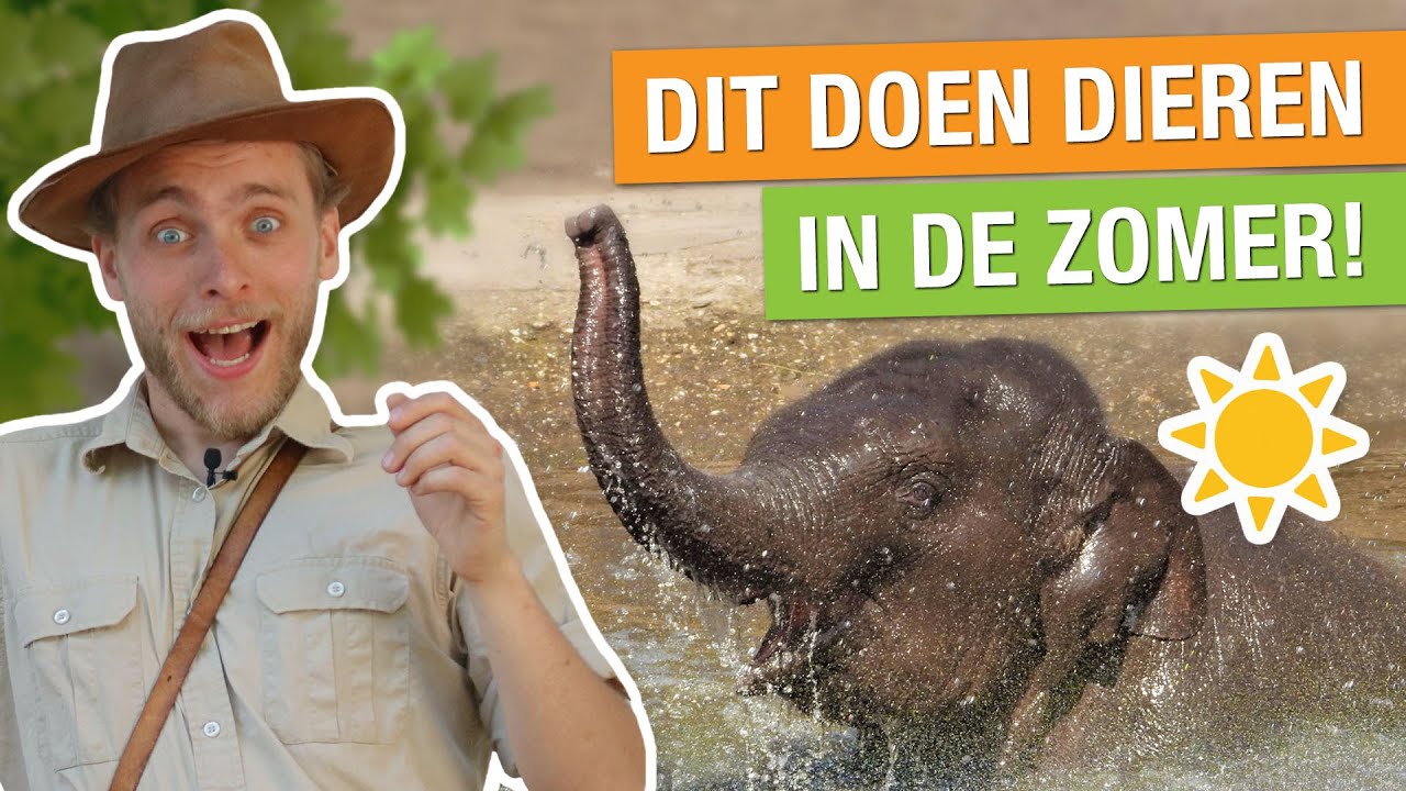 DEZE DIEREN HOUDEN VAN DE ZOMER! 🐘🐫 | Op pad met Niels #20