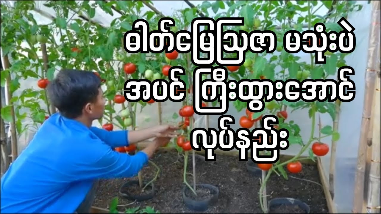 ဓါတ်မြေဩဇာမသုံးပဲ ခရမ်းချဉ်ပင် ကြီးထွားအောင် ဘယ်လိုစိုက်မလဲ။#organicagriculture #စိုက်ပျိုးရေး