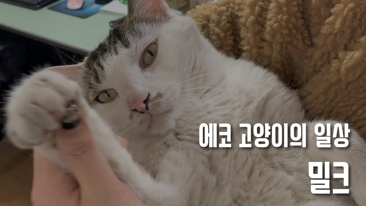 환경센터에 사는 고양이 밀크의 일상 / 고양이 vlog